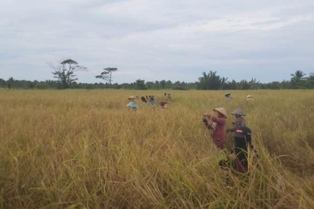 Panen Padi di Desa Barunai/Papuyu II Kecamatan Kahayan Kuala