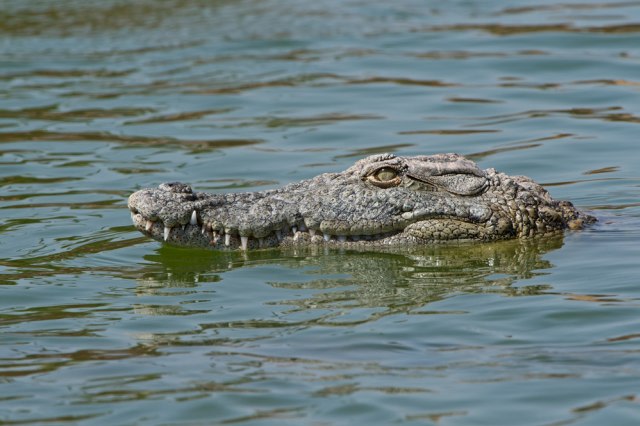 Ilustrasi buaya muara. (foto: Shutterstock)