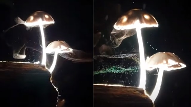 Jamur ini bercahaya di tengah hutan. (Foto: Viral Press/YouTube)