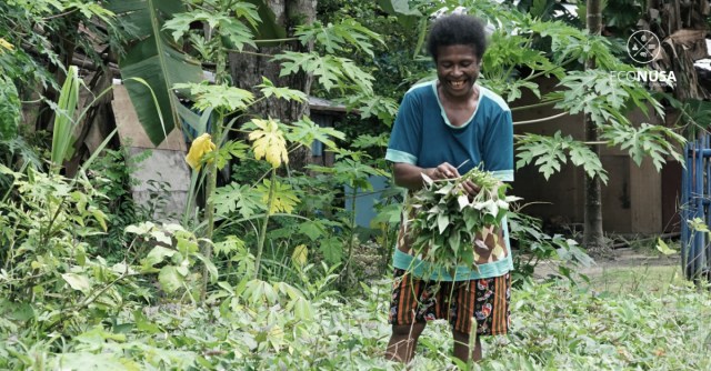 Seorang warga Saporkren sedang memetik hasil kebun di kampungnya. Foto: Econusa