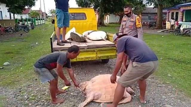 Polisi mengungkap perdagangan daging penyu di Kalukku, Mamuju, Sulawesi Barat. Foto: Dok. Istimewa
