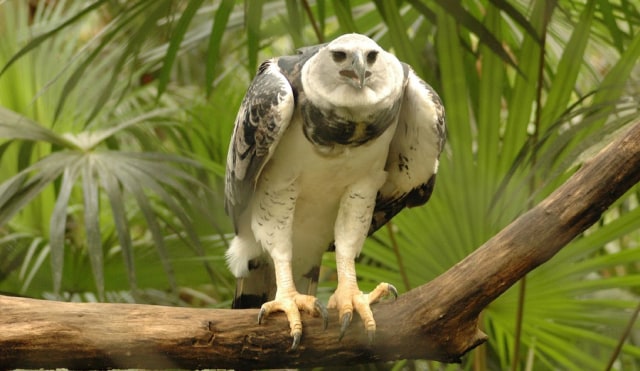 Mengenal Harpy Eagle, Burung Elang Raksasa Sebesar Manusia Remaja (125763)