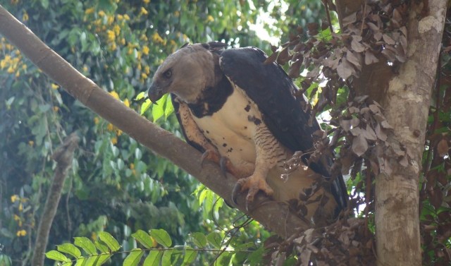 Mengenal Harpy Eagle Burung Elang Raksasa Sebesar Manusia Remaja Kumparan Com
