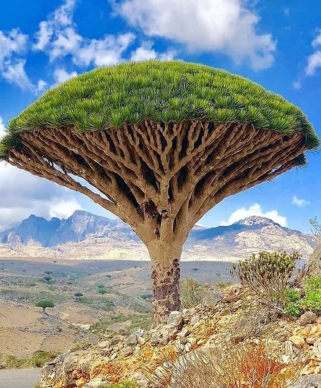 Pulau Socotra.