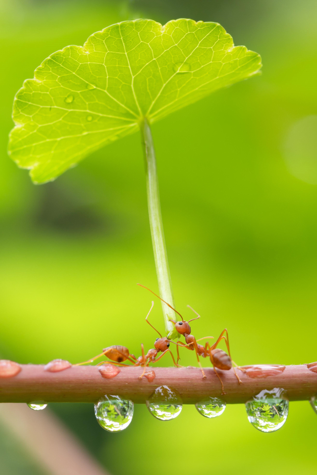 Ilustrasi semut minta hujan. Foto: Shutter Stock