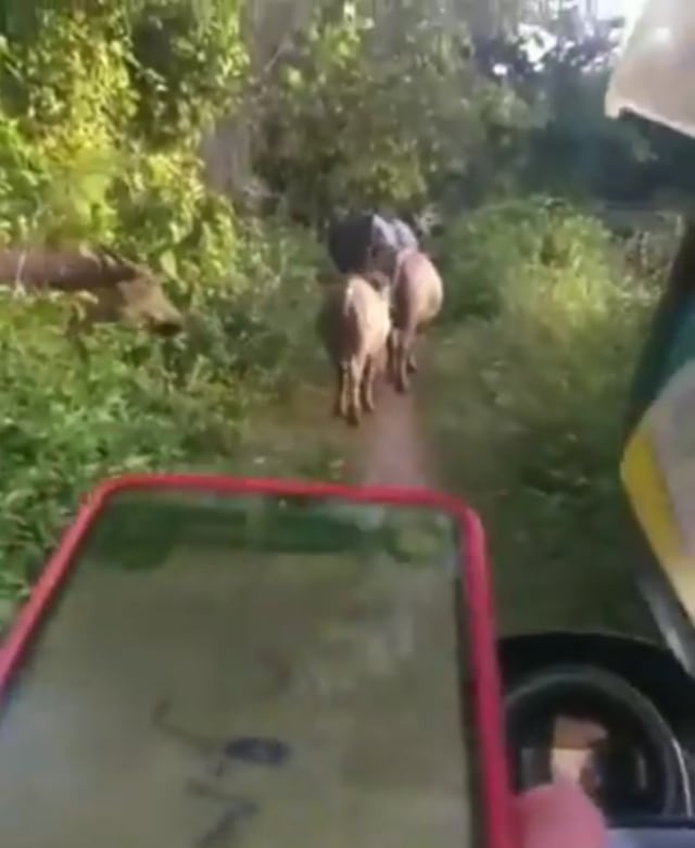 Viral video pengendara motor kesasar ke jalan rombongan kerbau saat gunakan Google Maps. (Foto: Twitter/@jawafess)