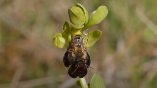 Lebah sedang melakukan penyerbukan pada bunga anggrek. Foto: Screen Youtube Mateo Perilli