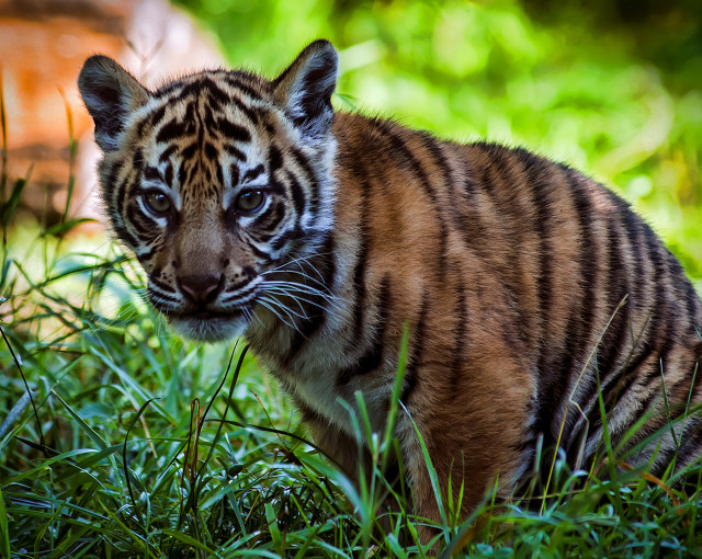 Ilustrasi anak harimau Sumatera. Foto: Beautiful Sumatran Tiger Cub via Wikimedia Commons