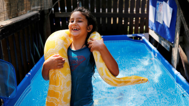 Inbar Regev, seorang gadis Israel berusia delapan tahun bersama ular piton peliharaannya saat berenang di kolam renang halaman belakang rumahnya di Ge'a, Israel selatan. Foto: Amir Cohen/REUTERS