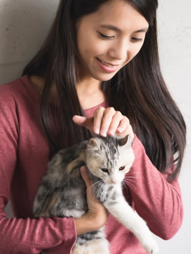 Banyak orang percaya, kucing bikin mandul Foto: Shutterstock