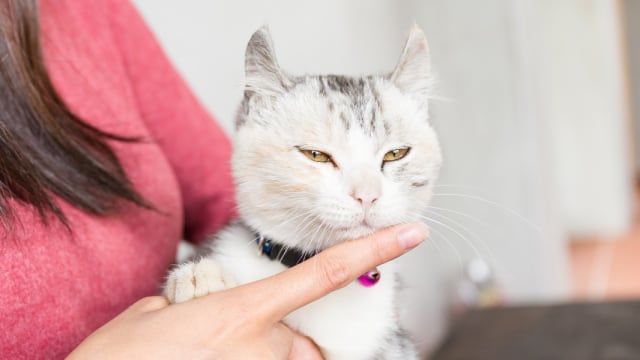 Benarkah Kucing Bikin Mandul? (7960)