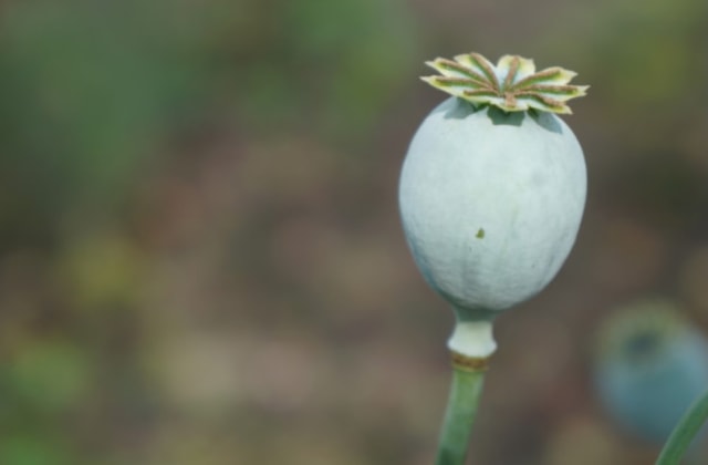 foto bunga opium, bahan utama heroin. (freepik.com)