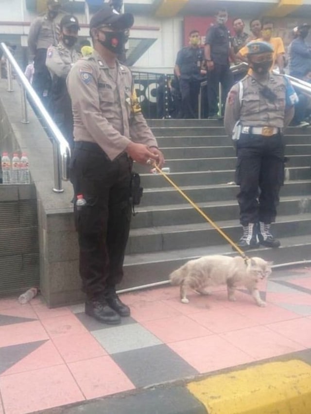 Viral Kucing pelacak saat demo Omnibus Law di Magelang. Foto: Twitter/@jawafess