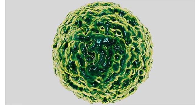 Norovirus: Foto: WebMD