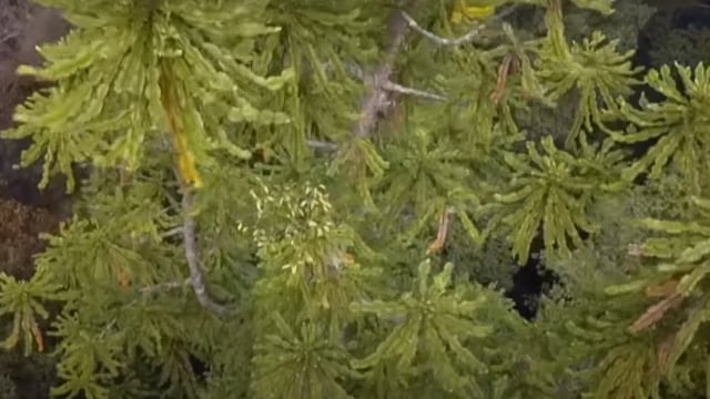 Pinus Wollemi (Wollemia nobilis) Foto: Screen Youtube ABC News (Australia)