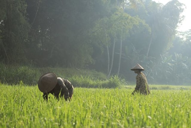 Mimpi Tentang Sawah Benarkah Akan Datang Perubahan Besar Kumparan Com