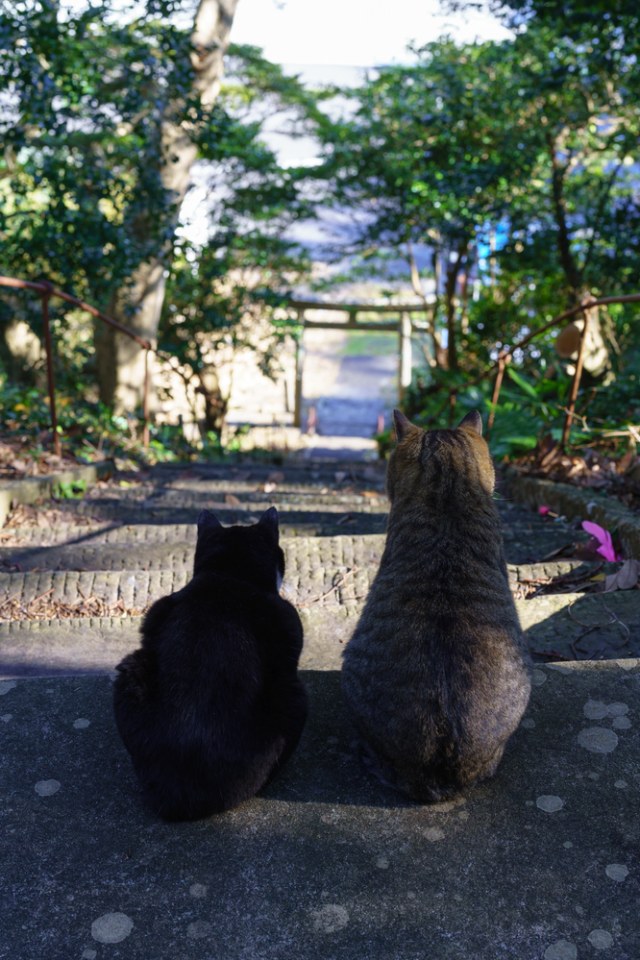 Tashirojima, Pulau Kucing di Jepang Foto: Shutter stock