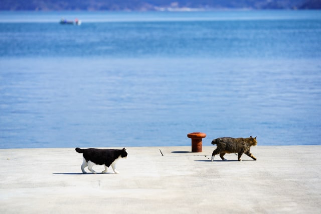 Unik! Penduduk Pulau Ini Perlakukan Kucing Seperti Dewa (3343)
