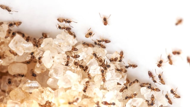 Kenapa semut suka gula. Dok: Shutterstock