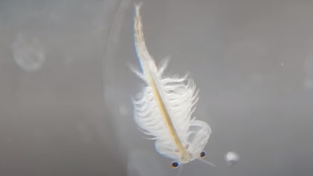 Mengenal Sea Monkeys, Hewan Peliharaan Instan yang Viral di TikTok (22265)