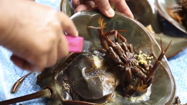Wow! Video Viral di YouTube Ini Tunjukan Cara Menyiangi Kepiting Tapal Kuda (70497)