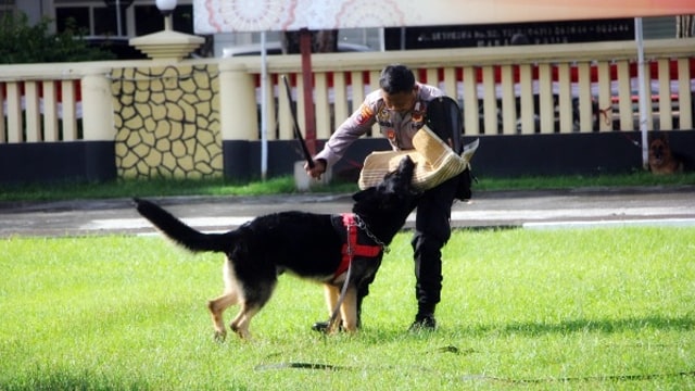 Aksi anjing pelacak milik unit K-9 Polda Sulawesi Utara