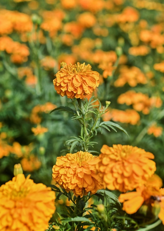 Ladang bunga Marigold di Xochimilco, Meksiko. Foto: PEDRO PARDO/AFP