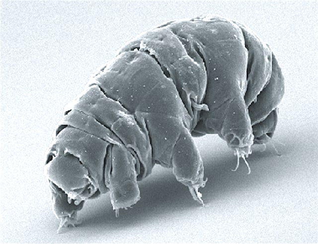 Rahasia di Balik Kekuatan Super Tardigrada yang Tahan Terhadap Radiasi UV (21253)