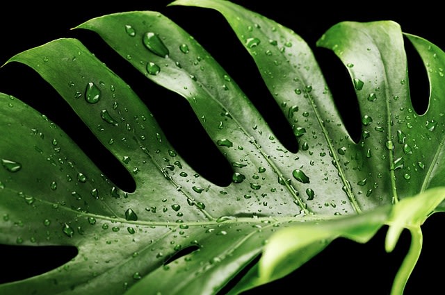 Monstera si Genus Yang Sedang Naik Daun (73162)
