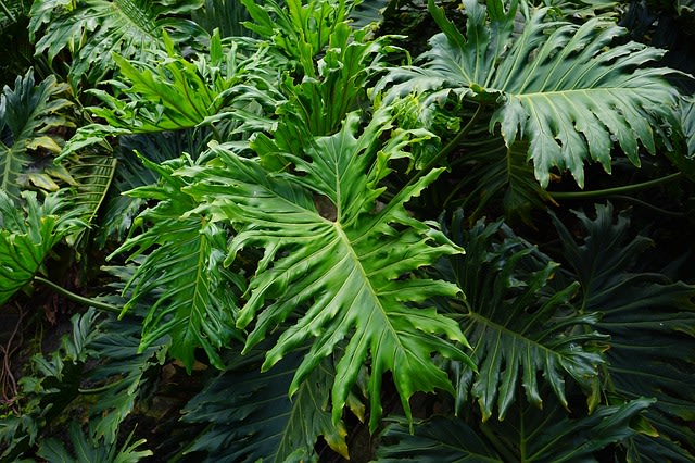 Monstera si Genus Yang Sedang Naik Daun (73167)