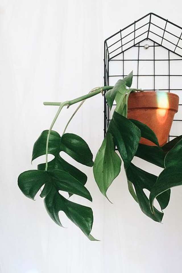 Monstera si Genus Yang Sedang Naik Daun (73166)