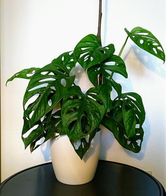 Monstera si Genus Yang Sedang Naik Daun (73164)