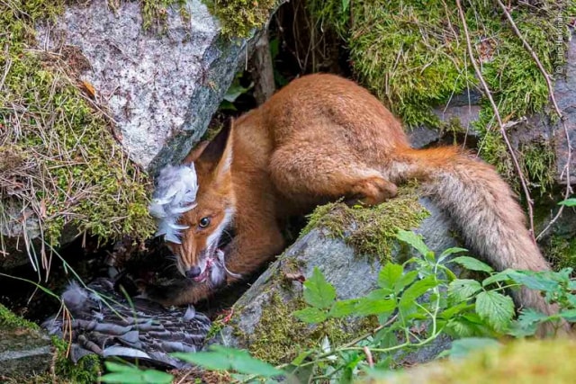 Potret Haru Harimau Siberia: Peluk Pohon di Ambang Kepunahan (25776)