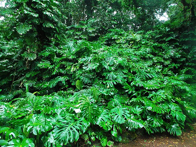Monstera si Genus Yang Sedang Naik Daun (73161)