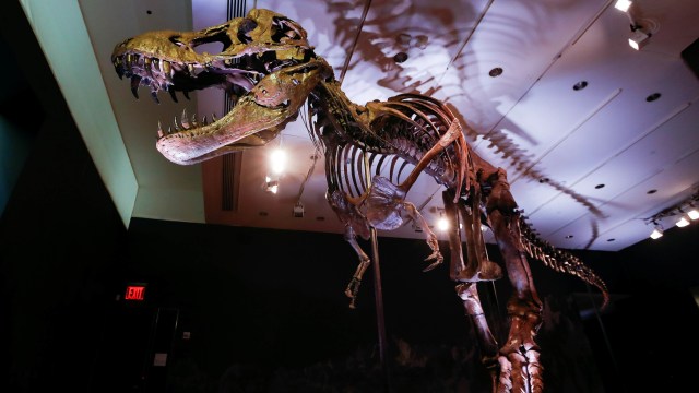 Kerangka Dinosaurus T-Rex (bukan Sue) yang dilelang di Inggris. Foto: Mike Segar/Reuters