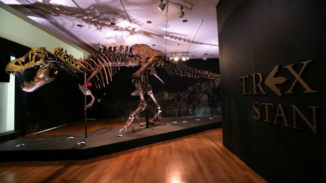 Kerangka Dinosaurus T-Rex akan Dilelang di Inggris. Foto: Mike Segar/Reuters