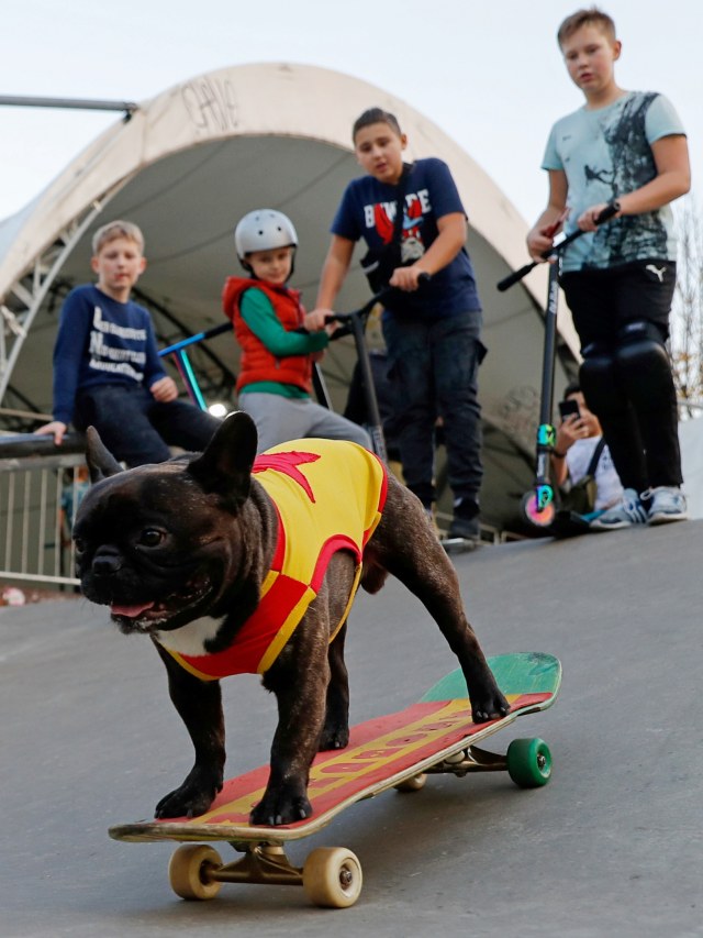 Seekor Bulldog Prancis bernama Nord Boss mengendarai skateboardnya di taman skate, Taman Sokolniki, Moskow, Rusia. Foto: Evgenia Novozhenina/REUTERS