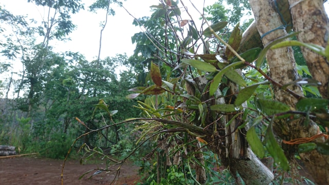 Budi Daya Anggrek Asli Gunung Api Purba Nglanggeran sebagai Oleh-oleh Khas (14827)