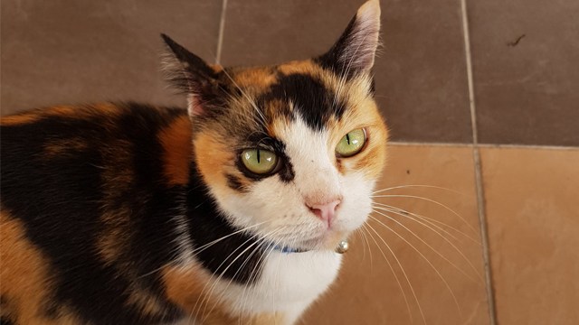 Jadi Satpam Klinik, Ekspresi Kucing Ini Bikin Warganet Gemas (401388)