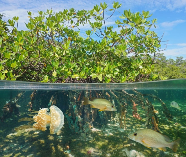 Pengelolaan Wilayah Hutan Bakau di Pesisir Laut dengan Penginderaan Jauh (99551)