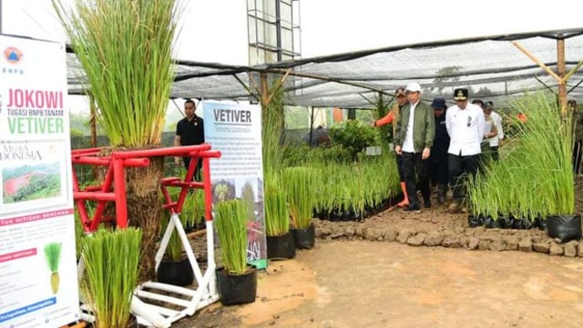 Presiden Joko Widodo meninjau tanaman vetiver sebagai upaya mitigasi bencana alam di Indonesia (Foto: Muchlis Jr - Biro Pers Sekretariat Presiden)