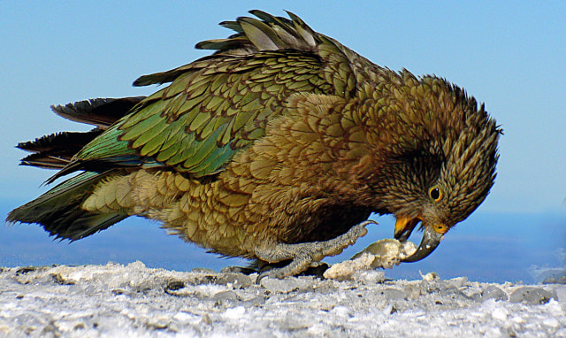 Burung Langka Ini Satu-satunya Beo yang Hidup di Gunung, Dulu Dianggap