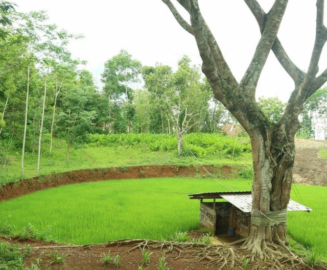 Telaga Guyangan di Kampung Pitu. Foto: Widi Erha Pradana. 