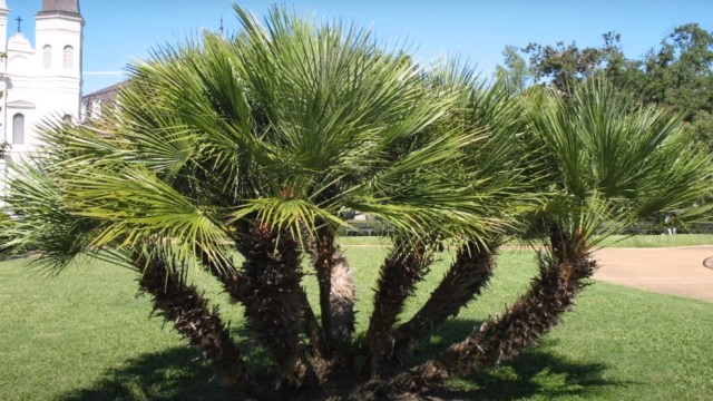 Palem Kipas Angin Eropa. Foto: Screen Youtube Landscaping