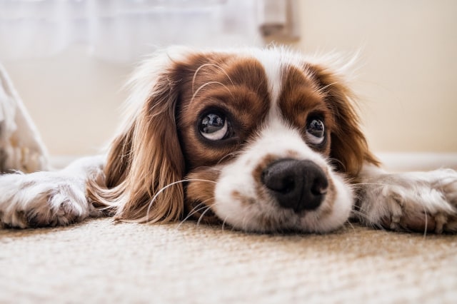 Puppy eyes: evolusi otot muka pada anjing domestik (98616)