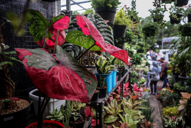 Foto: Segarnya Bisnis Bunga Hias saat Pandemi (7053)