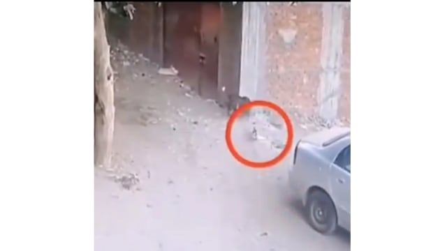 Aksi Heroik Kucing Selamatkan Bocah yang Diserang Anjing (159186)