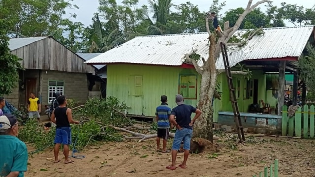Sejumlah warga bahu-membahu menghilangkan pohon yang menimpa salah satu rumah warga di Desa Lalos, Kecamatan Galang, Kabupaten Tolitoli, Sulteng, akibat angin puting beliung, Minggu (18/10). Foto: Moh. Sabran/PaluPoso