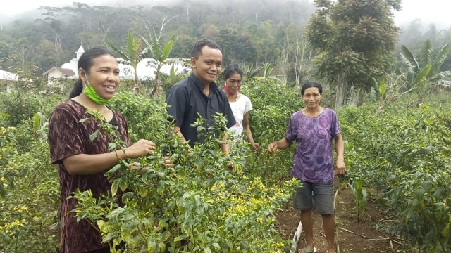 3 Srikandi di Matim Tanam Holtikultura saat Pandemi, Dapat Belasan Juta Rupiah (72281)