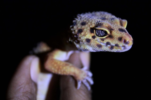 Ilustrasi gecko atau tokek. Foto: Jojon/Antara Foto